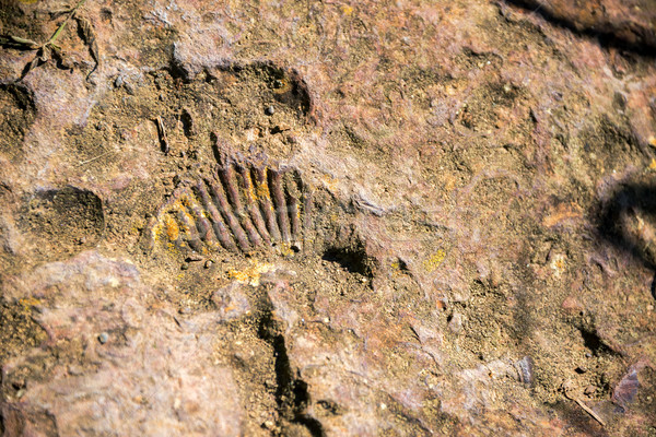 Ammonite Fossil View Stock photo © jkraft5
