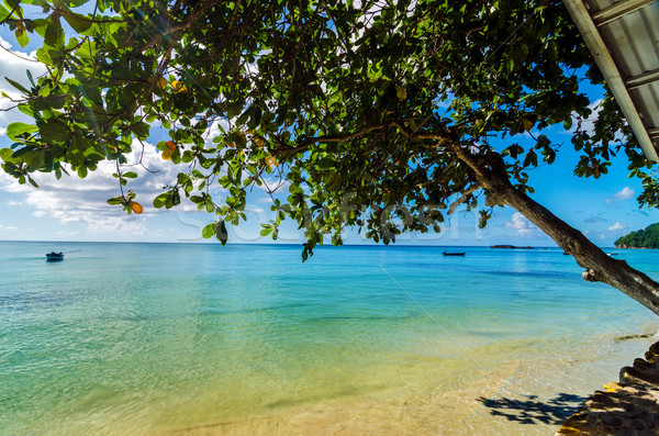 Tree Over Caribbean Sea Stock photo © jkraft5