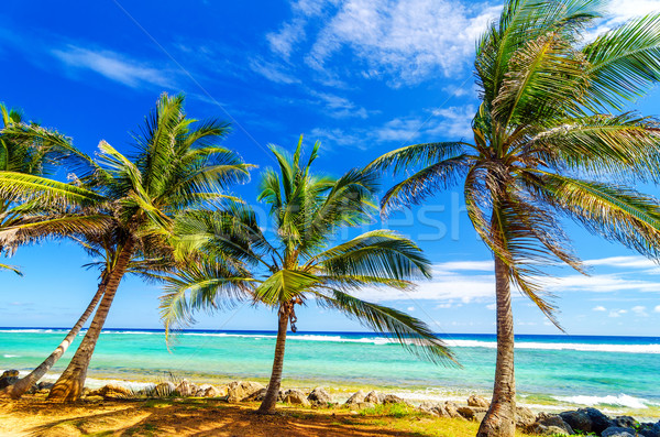 Coastal Palm Trees Stock photo © jkraft5