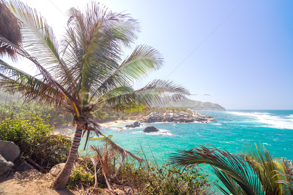 Palm Tree and Bay Stock photo © jkraft5