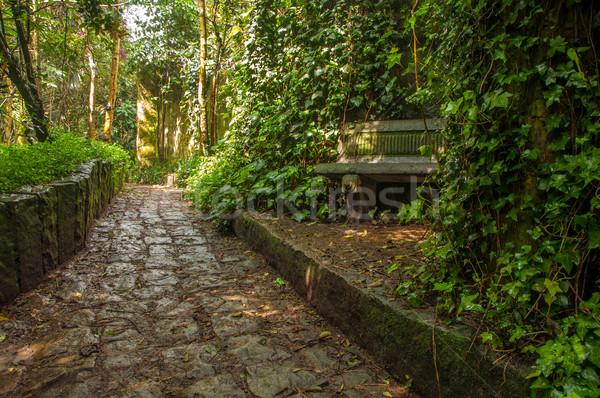 Stone Path through a Forest Stock photo © jkraft5