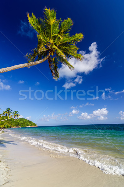 Palm Tree over White Sand Beach Stock photo © jkraft5