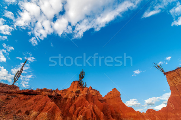 Large vue rouge paysage désert cactus Photo stock © jkraft5