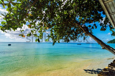 Tree and Turquoise Water Stock photo © jkraft5