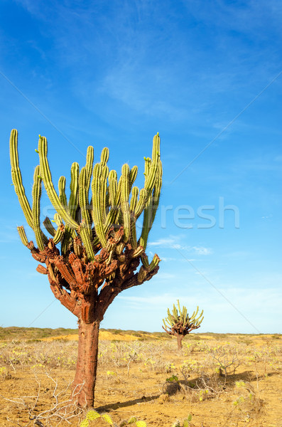Two Cactuses Stock photo © jkraft5