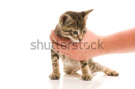 Adorable young cat in woman's hand Stock photo © joannawnuk