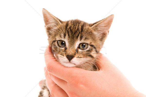 Stock photo: Adorable young cat in woman's hand