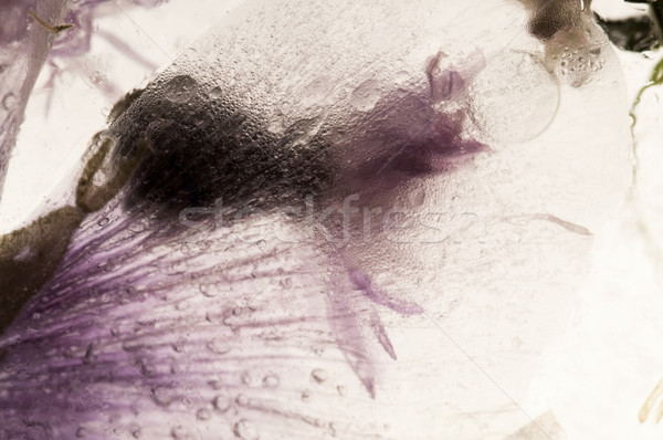 凍結 花卉 冰塊 性質 設計 商業照片 © joannawnuk
