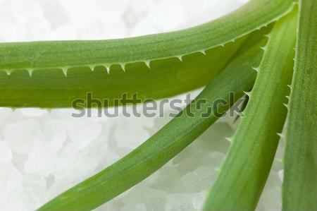 Aloesu tle zielone muzyka moc roślin Zdjęcia stock © joannawnuk