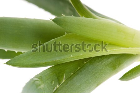 Aloe phytothérapie santé médecine peau usine [[stock_photo]] © joannawnuk