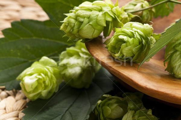Hop cone and leaves Stock photo © joannawnuk