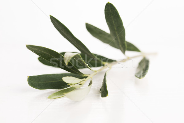 Olive branch with green leaves Stock photo © joannawnuk