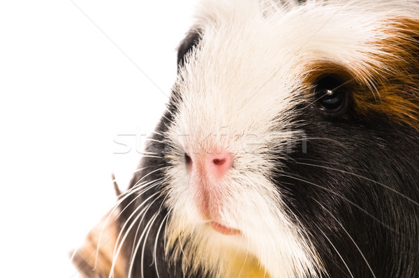 guinea pig isolated on the white background. coronet Stock photo © joannawnuk