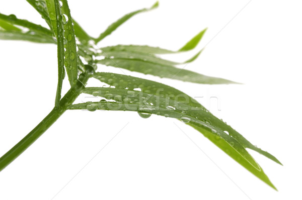 Foto stock: Tropicales · hojas · blanco · agua · hoja · lluvia