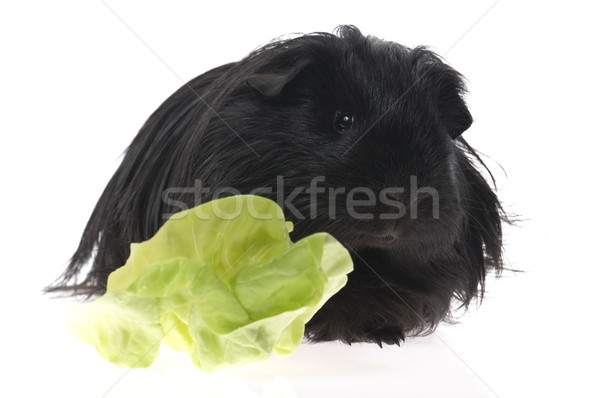 guinea pig isolated on the white background Stock photo © joannawnuk