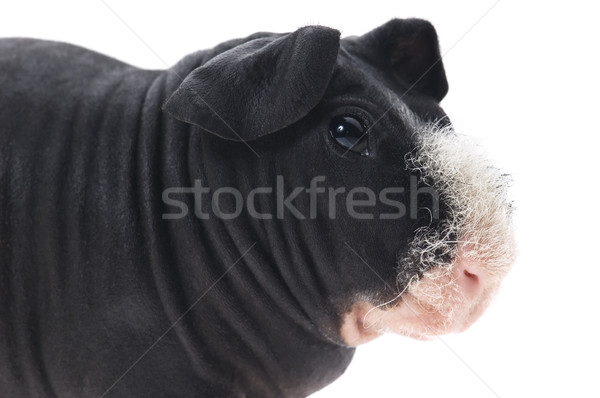 skinny guinea pig isolated on the white background Stock photo © joannawnuk
