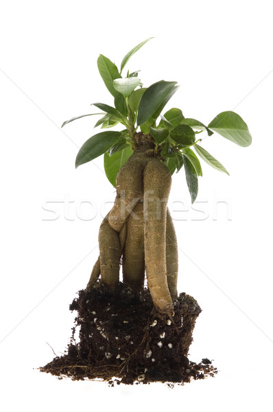 Growing bonsai tree in soil Stock photo © joannawnuk