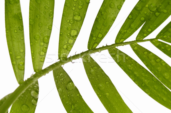 Foto stock: Tropicales · hojas · blanco · agua · hoja · lluvia