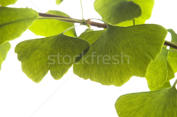 Stock photo: Ginkgo biloba leaf isolated on white