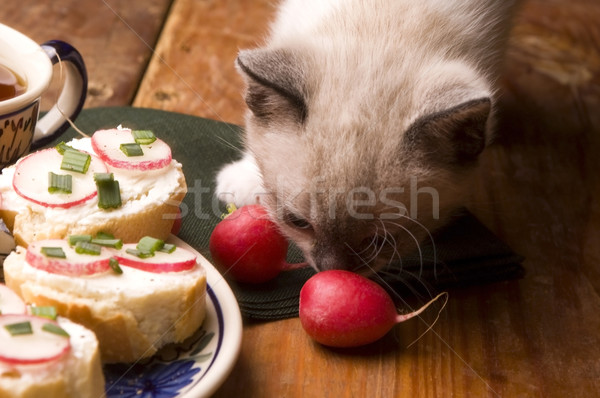 Adorable faible chaton déjeuner fond été [[stock_photo]] © joannawnuk