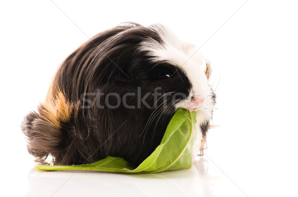 Stock photo: guinea pig isolated on the white background. coronet