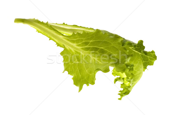 fresh vegetables - green leaf lettuce Stock photo © joannawnuk