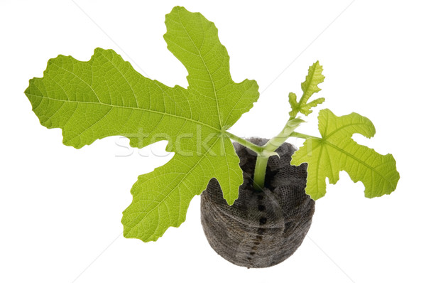 spring plant. fig Stock photo © joannawnuk