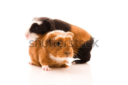 baby guinea pig Stock photo © joannawnuk