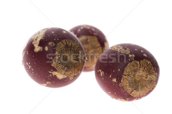 Prickly pear cactus ( Opuntia ficus-indica ) with red fruits Stock photo © joannawnuk