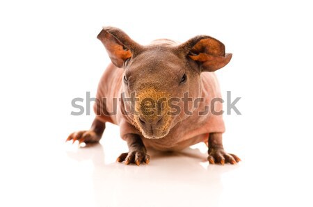 Foto stock: Flaco · conejillo · de · indias · blanco · animales · oído · rosa