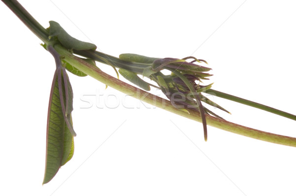 ivy. maracuja. passiflora Stock photo © joannawnuk