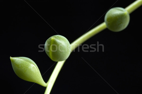 Nedvdús fény levél szépség zöld növény Stock fotó © joannawnuk