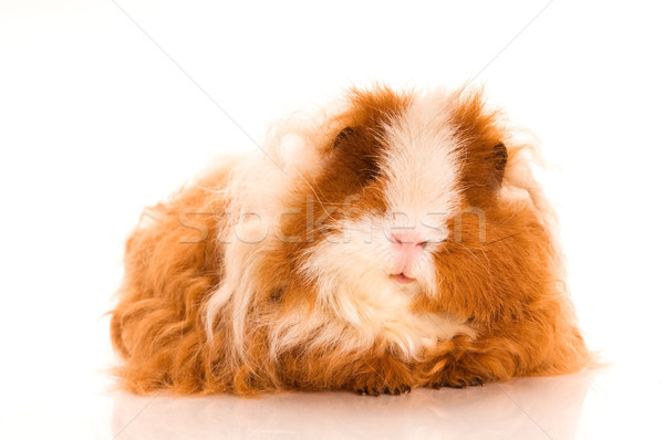 long hair guinea pig Stock photo © joannawnuk