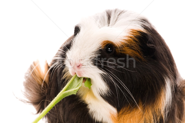 [[stock_photo]]: Guinée · porc · isolé · blanche · noir · vie · jeunes