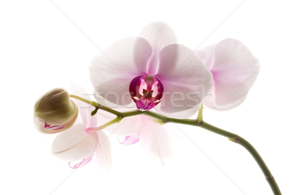 White orchid on white Stock photo © joannawnuk