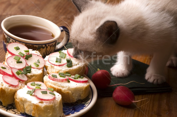 ストックフォト: 愛らしい · 小 · 子猫 · 朝食 · 背景 · 夏