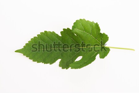 Close-up view of Mulberry leaf over white background Stock photo © joannawnuk