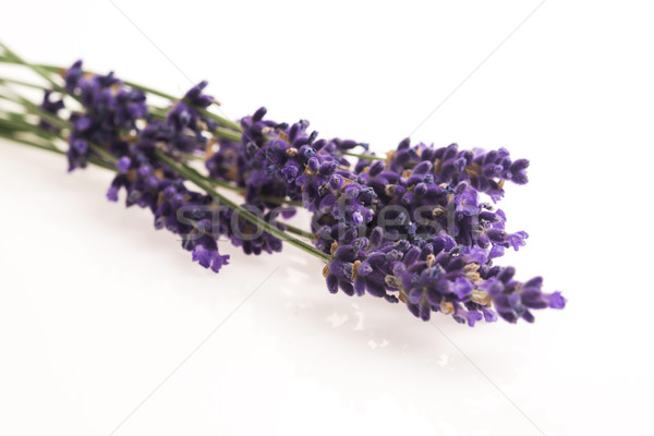 lavender flower Stock photo © joannawnuk