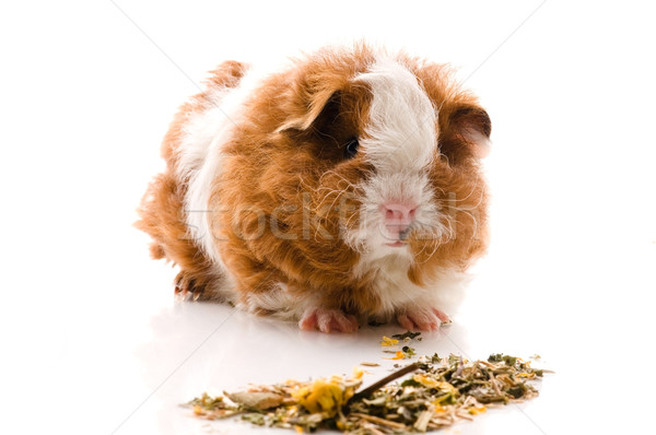 Baby cavia geïsoleerd witte voedsel achtergrond Stockfoto © joannawnuk