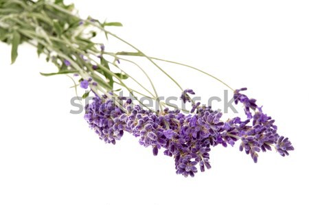 Stock photo: lavender flower