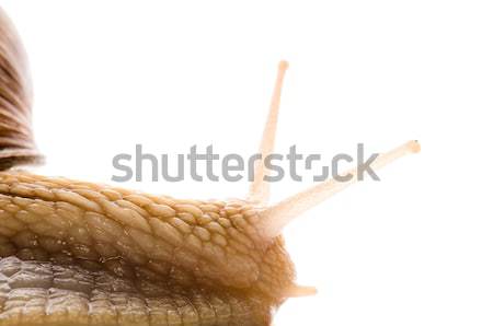 Snail Stock photo © joannawnuk