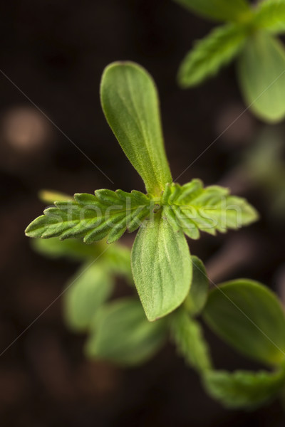 Canabis hierba drogas botánica follaje Foto stock © joannawnuk