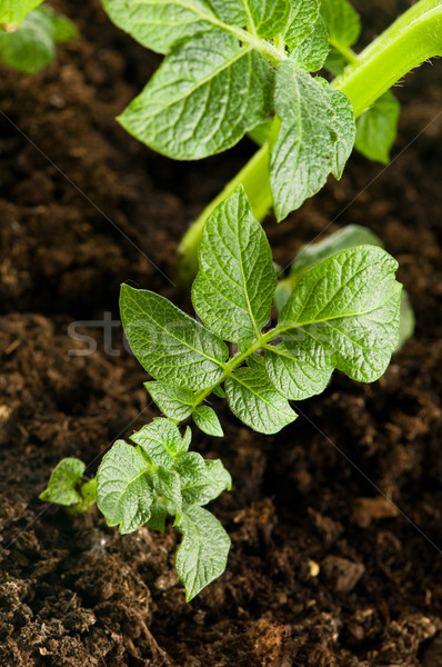 растущий картофеля ребенка завода почвы природы Сток-фото © joannawnuk