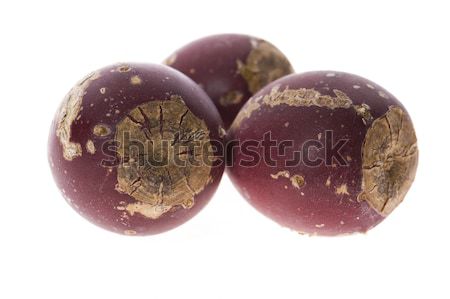 Prickly pear cactus ( Opuntia ficus-indica ) with red fruits Stock photo © joannawnuk