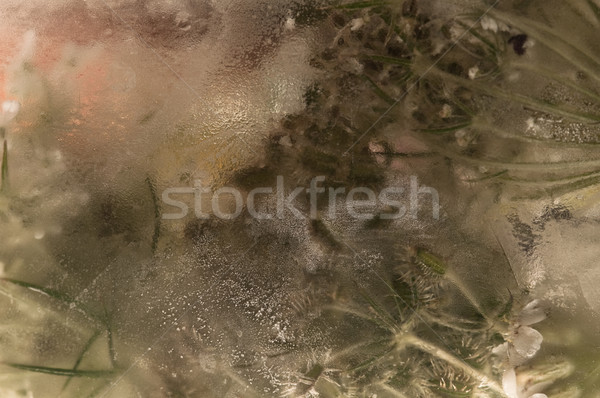 Fagyott virágok virágok jégkocka természet terv Stock fotó © joannawnuk