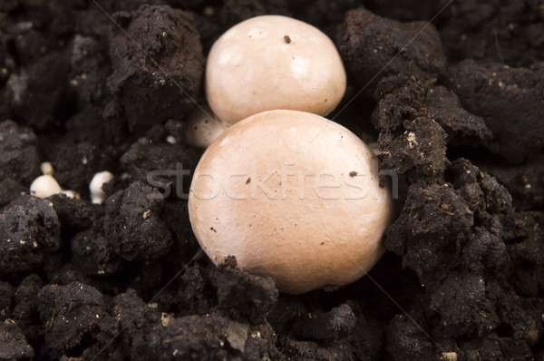 growing mushrooms Stock photo © joannawnuk