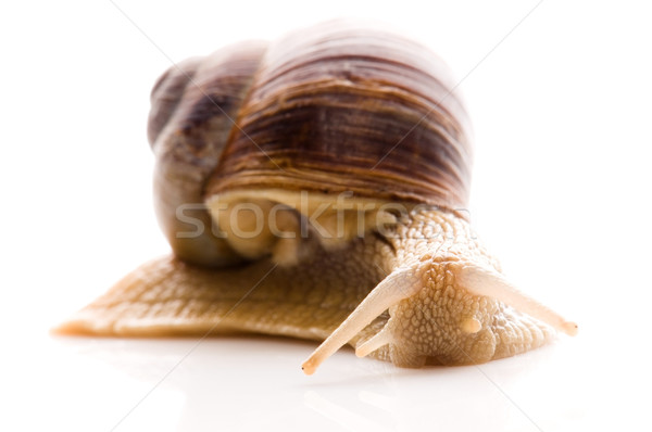 Snail Stock photo © joannawnuk