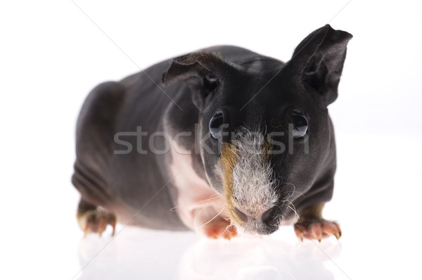 skinny guinea pig on white background Stock photo © joannawnuk