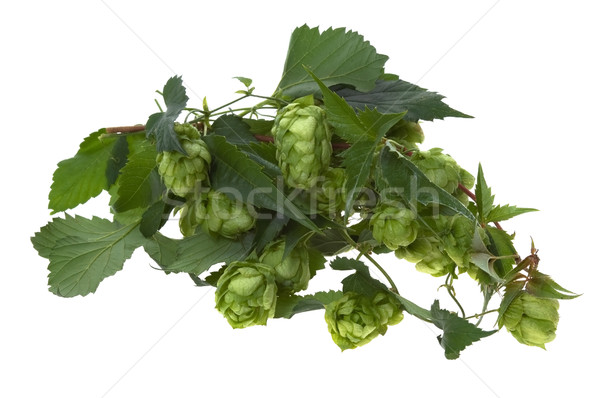 Detail of hop cone and leaves on white background Stock photo © joannawnuk