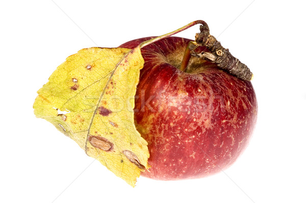 Odizolowany raj czerwone jabłko oddziału żywności owoców Zdjęcia stock © joannawnuk